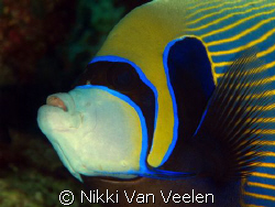 Emperor angelfish taken at Marsa Bareika, Ras Mohamed Par... by Nikki Van Veelen 